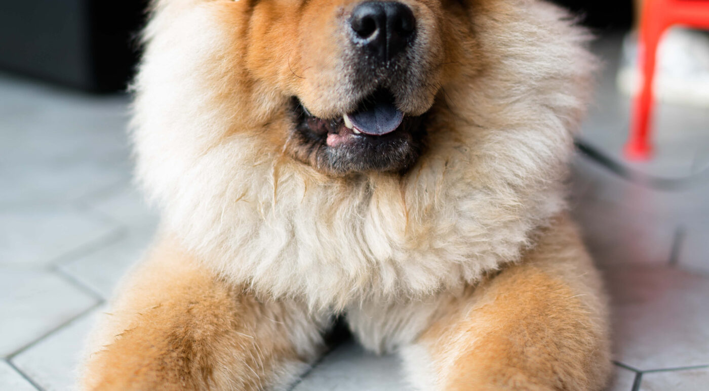 Aggiornamenti WordPress centralizzati con MainWP